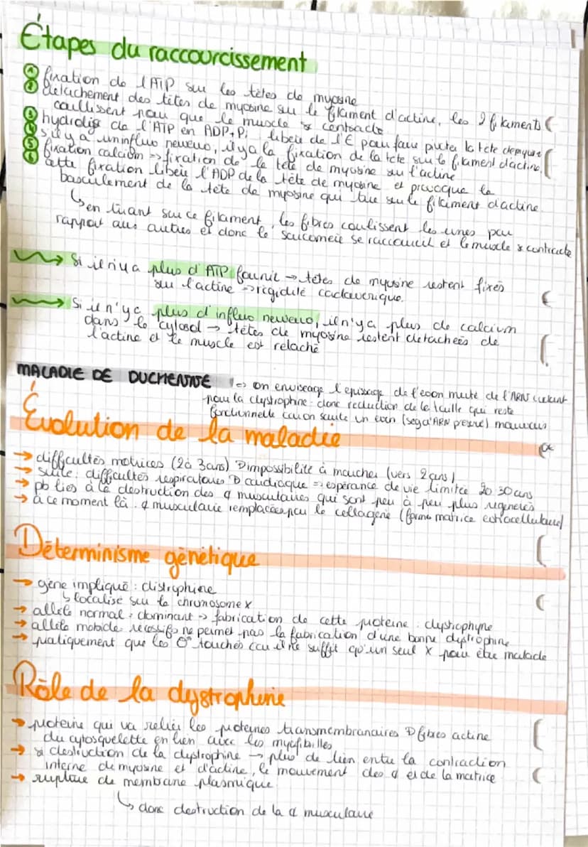 La contraction musculaire
Snecessite un raccourcissement musculare
CONSTITUTIONS DU MUSCLE
Muscle
Sun & de frisceaus musculcures, qui sont u