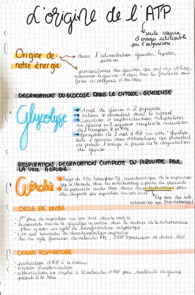 La contraction musculaire
Snecessite un raccourcissement musculare
CONSTITUTIONS DU MUSCLE
Muscle
Sun & de frisceaus musculcures, qui sont u