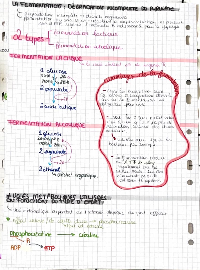 La contraction musculaire
Snecessite un raccourcissement musculare
CONSTITUTIONS DU MUSCLE
Muscle
Sun & de frisceaus musculcures, qui sont u