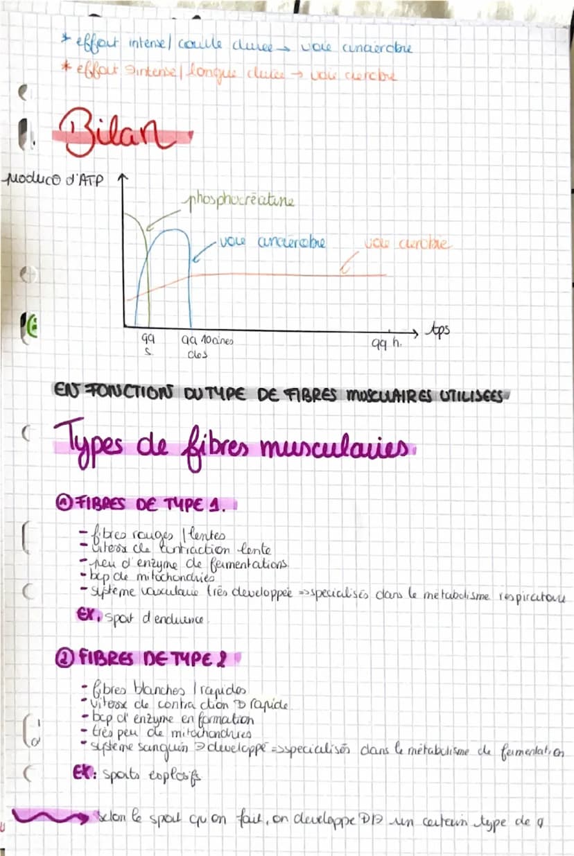 La contraction musculaire
Snecessite un raccourcissement musculare
CONSTITUTIONS DU MUSCLE
Muscle
Sun & de frisceaus musculcures, qui sont u