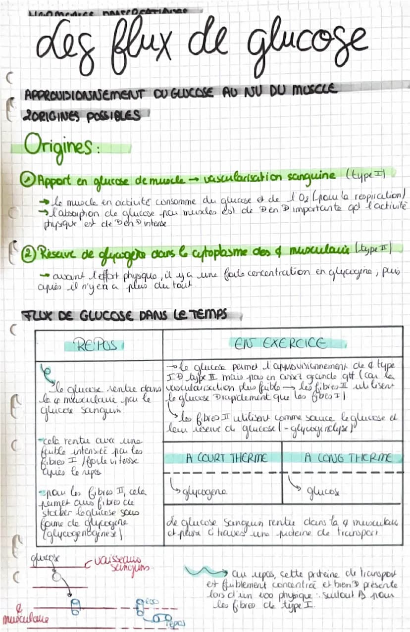 La contraction musculaire
Snecessite un raccourcissement musculare
CONSTITUTIONS DU MUSCLE
Muscle
Sun & de frisceaus musculcures, qui sont u