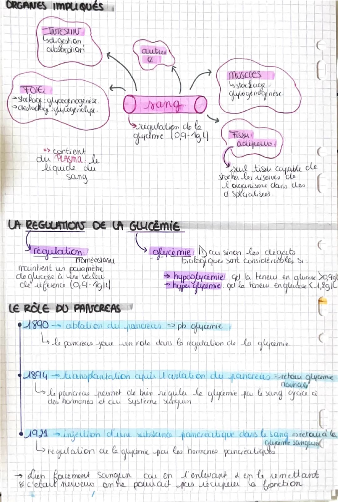 La contraction musculaire
Snecessite un raccourcissement musculare
CONSTITUTIONS DU MUSCLE
Muscle
Sun & de frisceaus musculcures, qui sont u