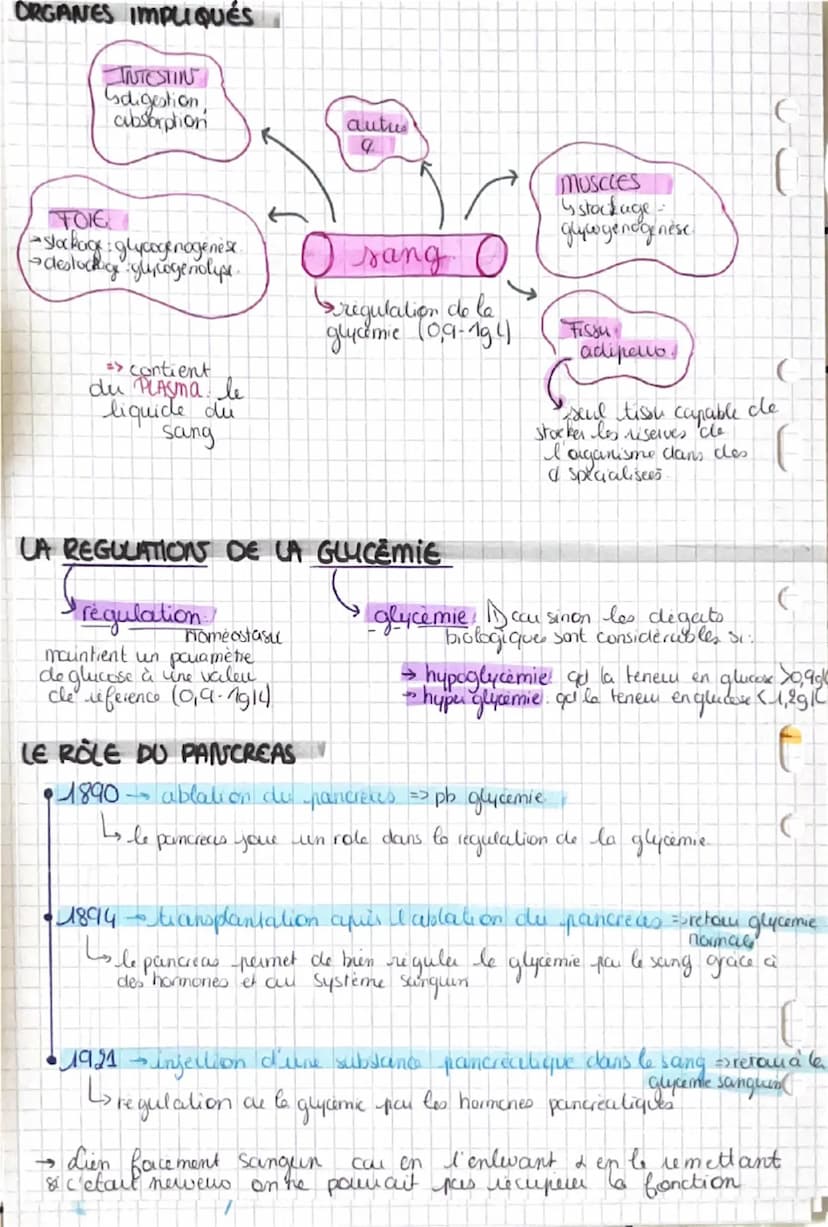 La contraction musculaire
Snecessite un raccourcissement musculare
CONSTITUTIONS DU MUSCLE
Muscle
Sun & de frisceaus musculcures, qui sont u