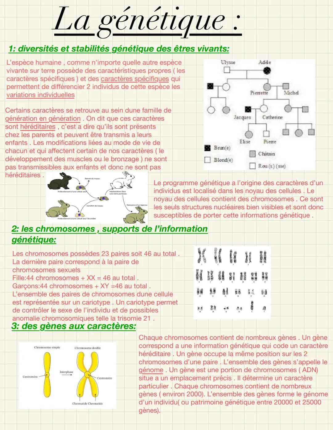 La génétique :
1: diversités et stabilités génétique des êtres vivants:
L'espèce humaine, comme n'importe quelle autre espèce
vivante sur te