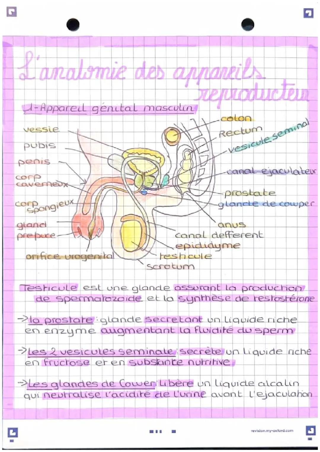 Tout sur l'appareil reproducteur : Schémas Masculin et Féminin, Phases du Cycle Menstruel et Spermatogenèse