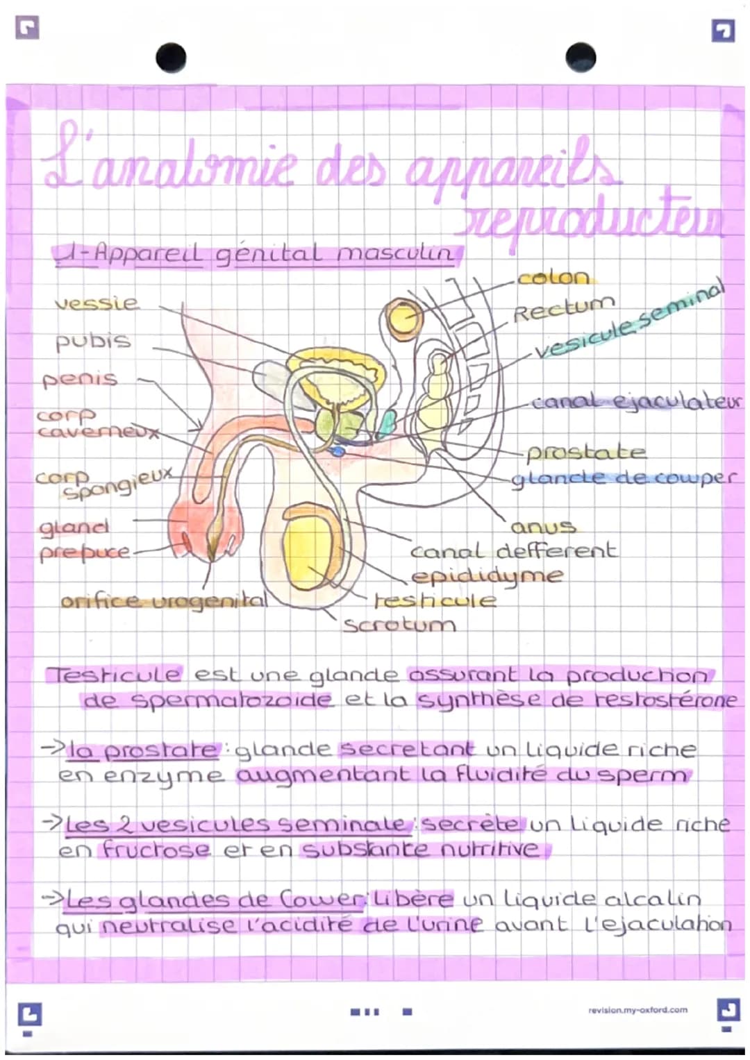 L'anatomie des appareils
reproducteur
-Apparel genital masculin
vessie
pubis
penis
corp
cavemeux
corp
Spongieux
gland
prepuce.
orifice uroge