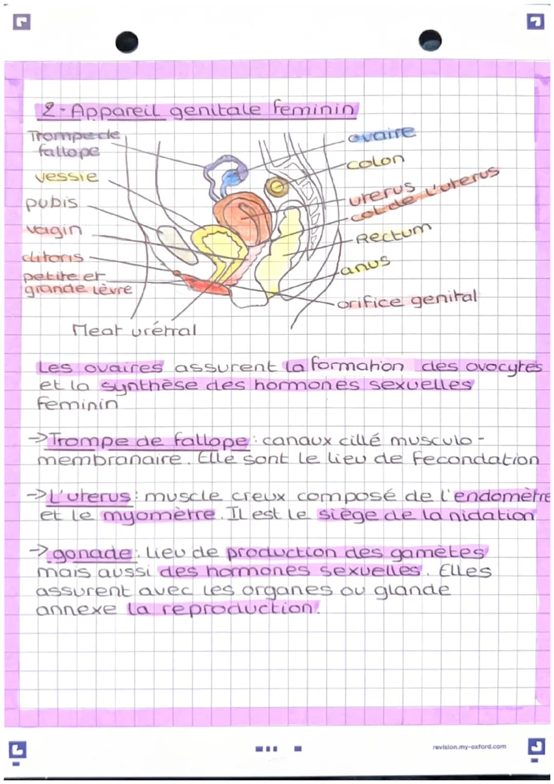 L'anatomie des appareils
reproducteur
-Apparel genital masculin
vessie
pubis
penis
corp
cavemeux
corp
Spongieux
gland
prepuce.
orifice uroge