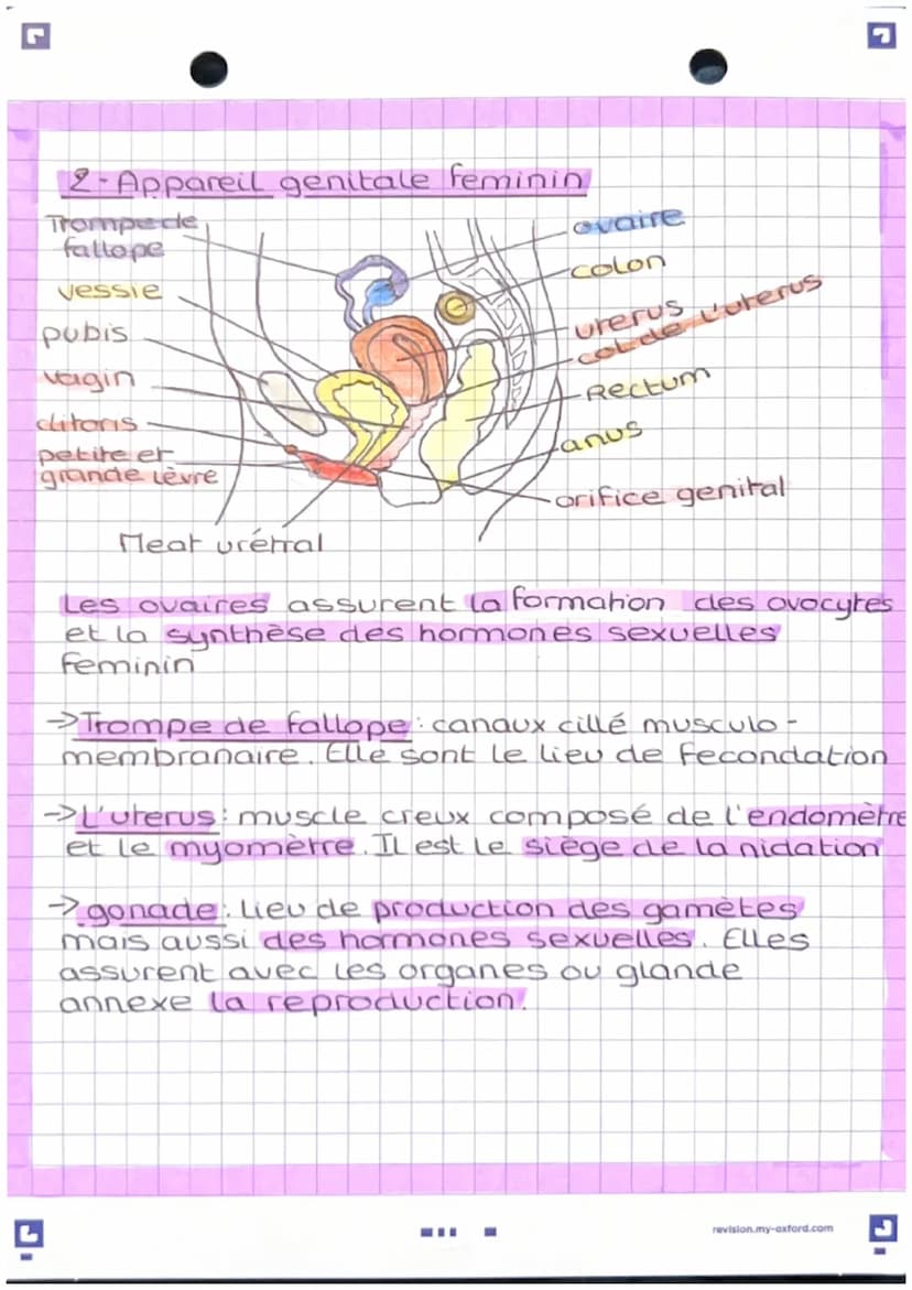 L'anatomie des appareils
reproducteur
-Apparel genital masculin
vessie
pubis
penis
corp
cavemeux
corp
Spongieux
gland
prepuce.
orifice uroge