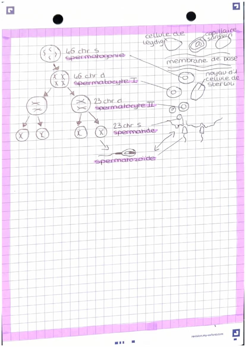 L'anatomie des appareils
reproducteur
-Apparel genital masculin
vessie
pubis
penis
corp
cavemeux
corp
Spongieux
gland
prepuce.
orifice uroge