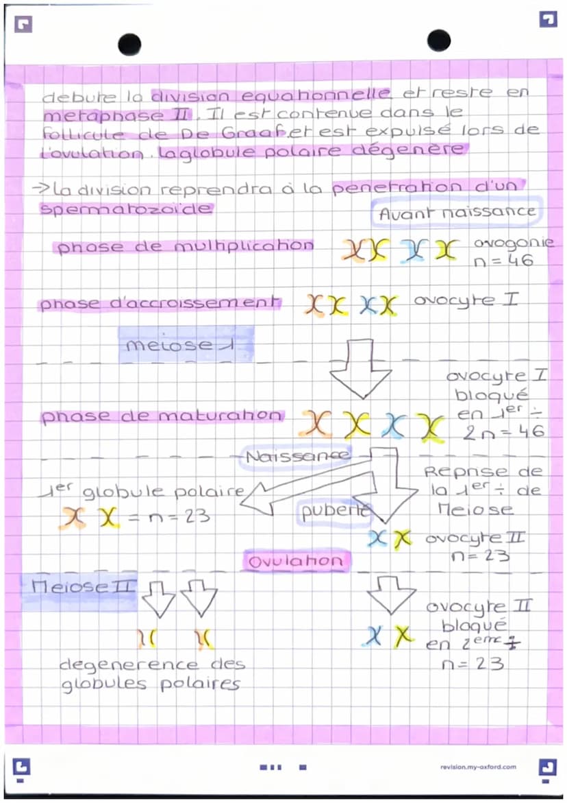 L'anatomie des appareils
reproducteur
-Apparel genital masculin
vessie
pubis
penis
corp
cavemeux
corp
Spongieux
gland
prepuce.
orifice uroge