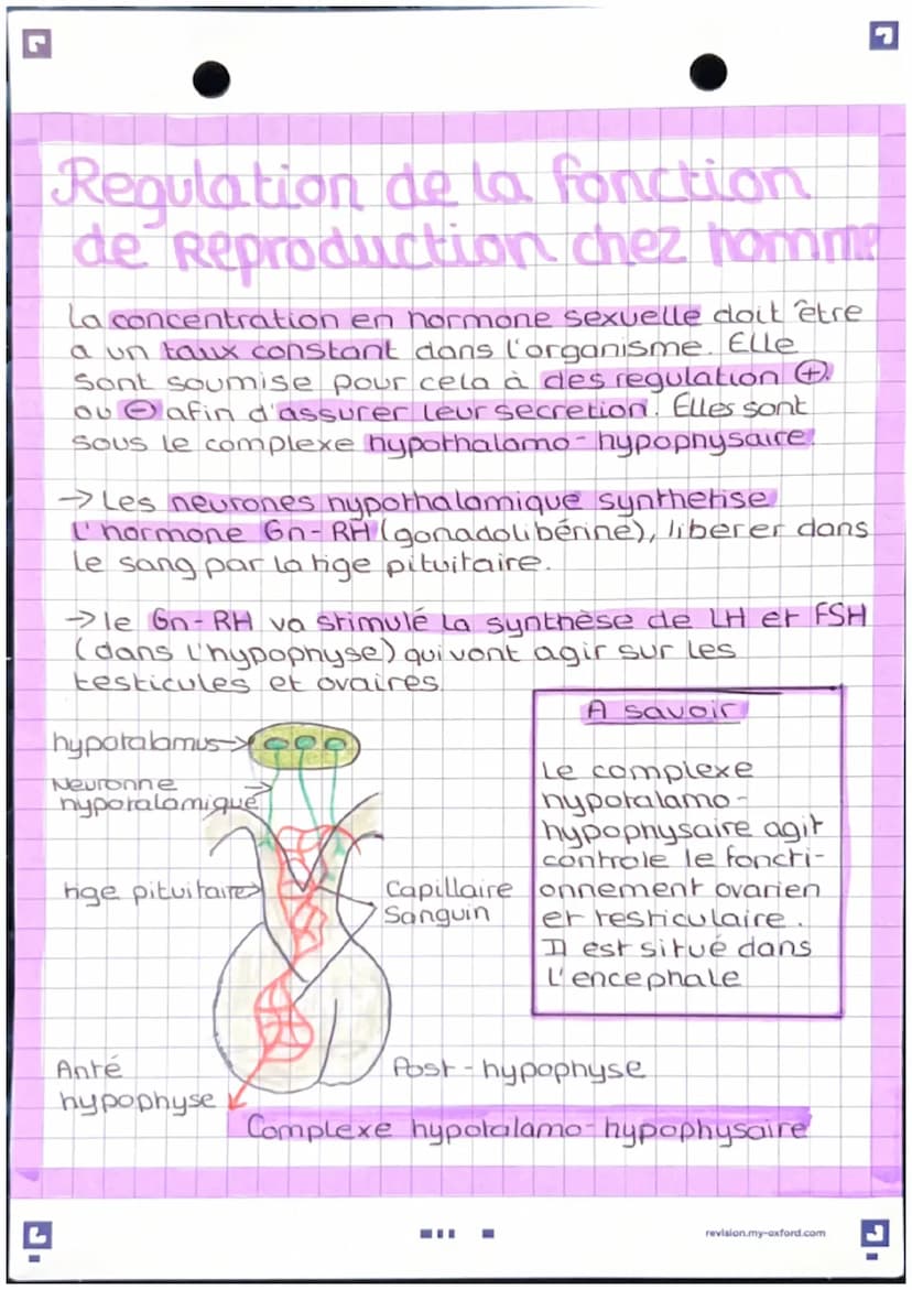 L'anatomie des appareils
reproducteur
-Apparel genital masculin
vessie
pubis
penis
corp
cavemeux
corp
Spongieux
gland
prepuce.
orifice uroge