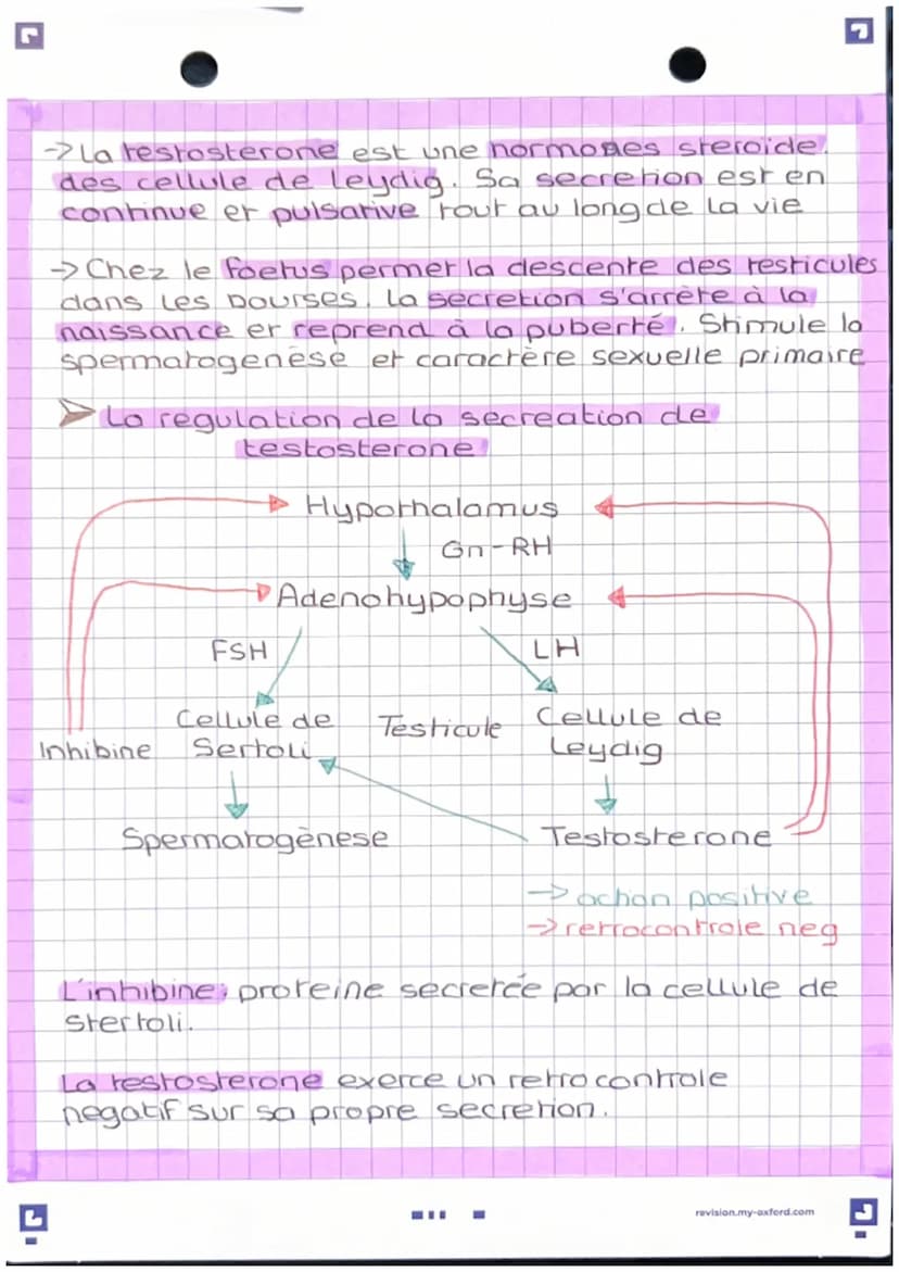 L'anatomie des appareils
reproducteur
-Apparel genital masculin
vessie
pubis
penis
corp
cavemeux
corp
Spongieux
gland
prepuce.
orifice uroge