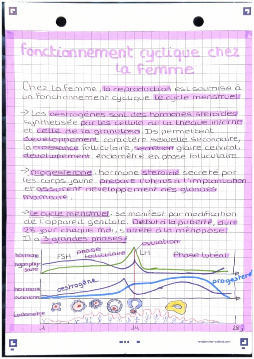 L'anatomie des appareils
reproducteur
-Apparel genital masculin
vessie
pubis
penis
corp
cavemeux
corp
Spongieux
gland
prepuce.
orifice uroge