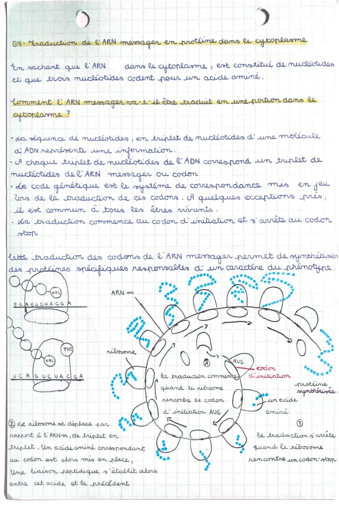information génétique traduite d' un gène

CAGUC GUC AGG GUC CUG UACUGA UCC GUA

CODON:
3 nucleotides
CODON 2 CODON 3 CODON 4 CODON S CODON 