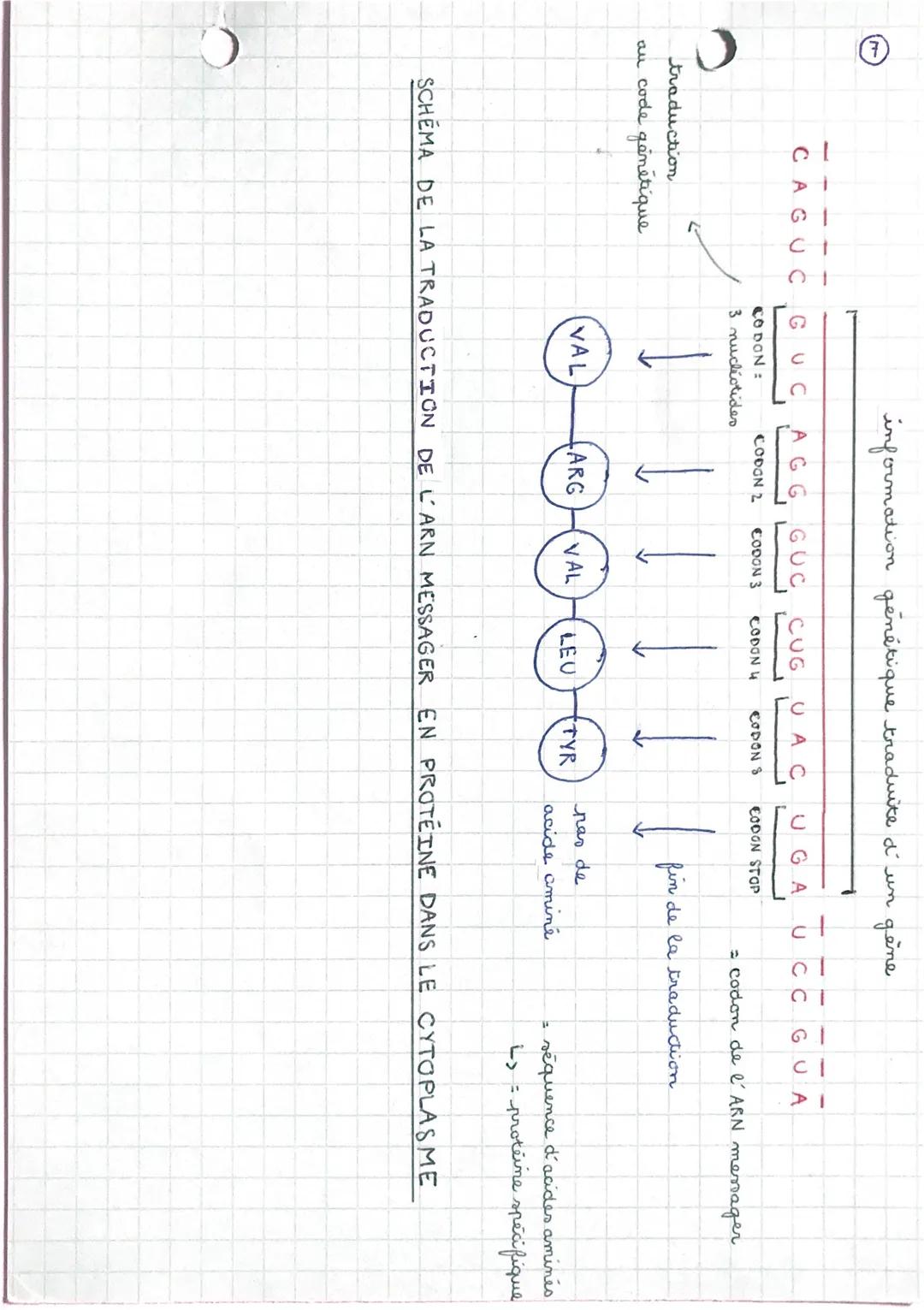 information génétique traduite d' un gène

CAGUC GUC AGG GUC CUG UACUGA UCC GUA

CODON:
3 nucleotides
CODON 2 CODON 3 CODON 4 CODON S CODON 