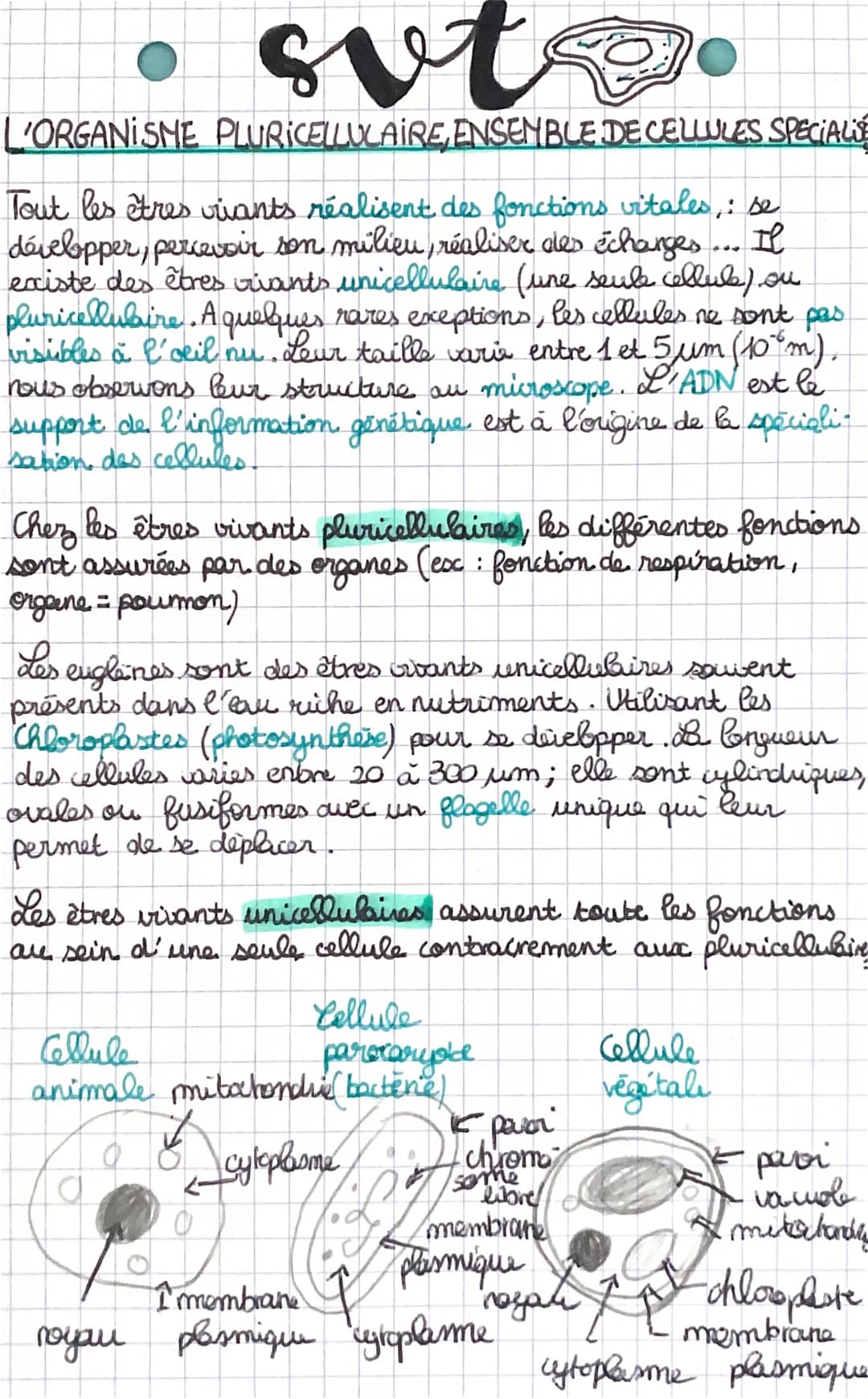 suts
'ORGANISME PLURICELLULAIRE, ENSEMBLE DE CELLULES SPECIALE
Tout les êtres riants réalisent des fonctions vitales: se
développer, percevo