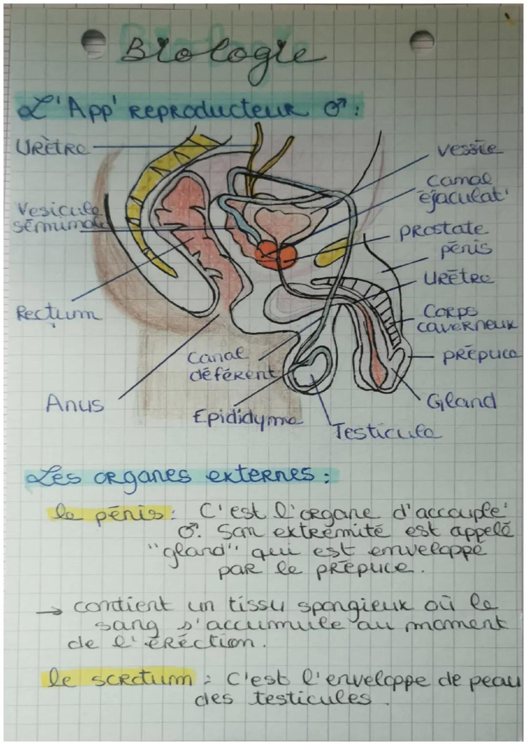 Brologie
L'App' Reproducteur or
URETRO-
Vesicule
semimand
Rectum
Anus
Canal
déférent
Epididyme
vessie
Camal
ejaculat
Prostate
penis
URêtre
C