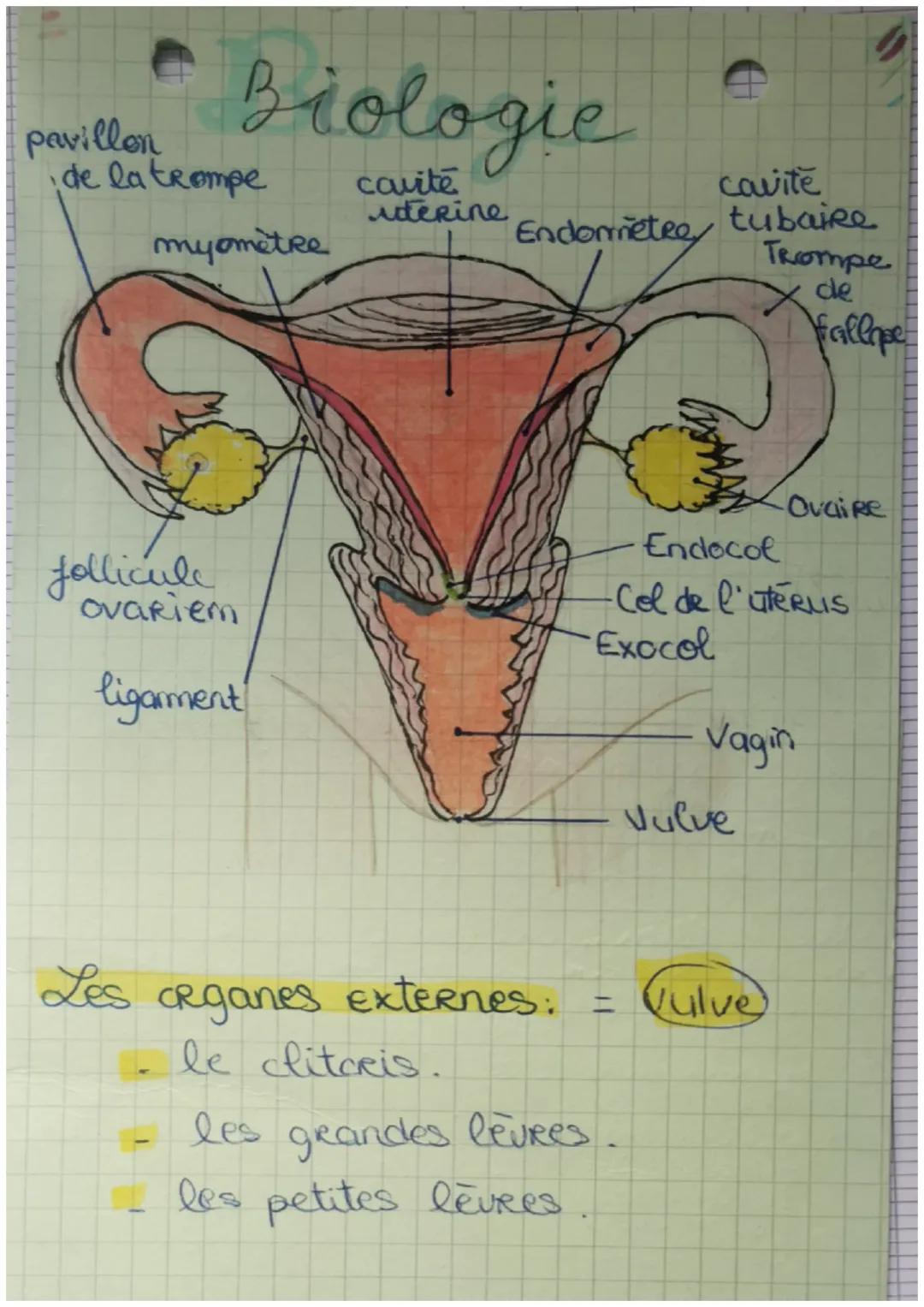 Brologie
L'App' Reproducteur or
URETRO-
Vesicule
semimand
Rectum
Anus
Canal
déférent
Epididyme
vessie
Camal
ejaculat
Prostate
penis
URêtre
C