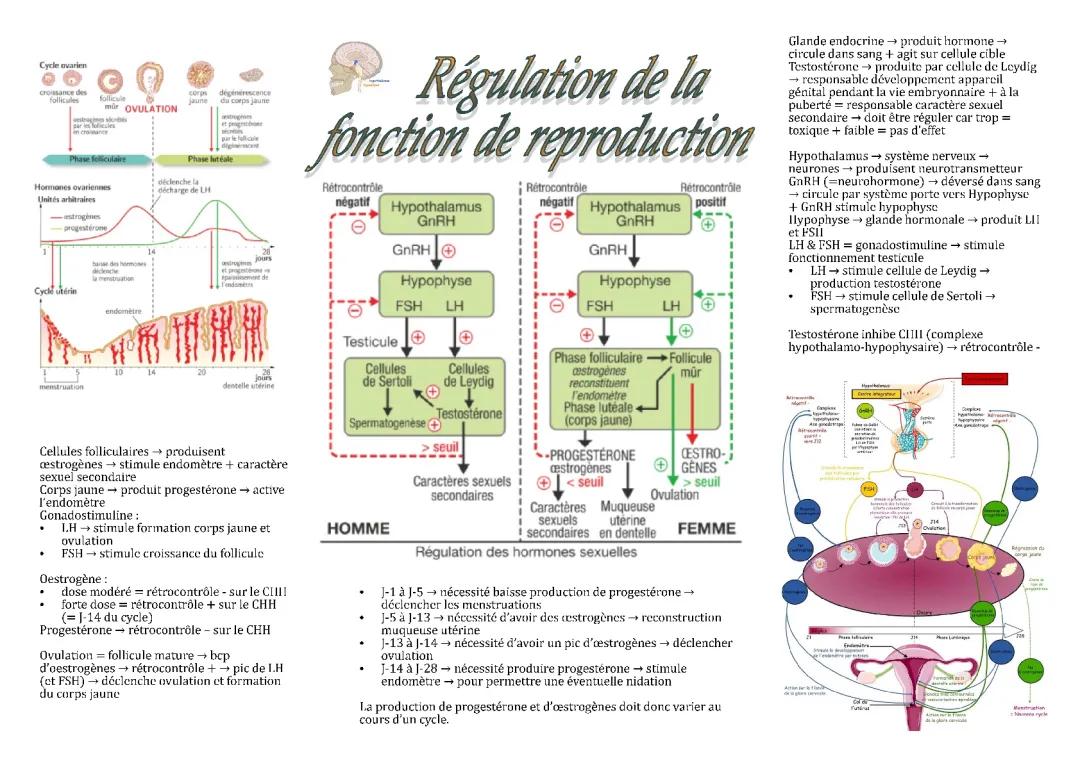 Schéma de la Régulation Hormonale et Cycle Menstruel chez la Femme