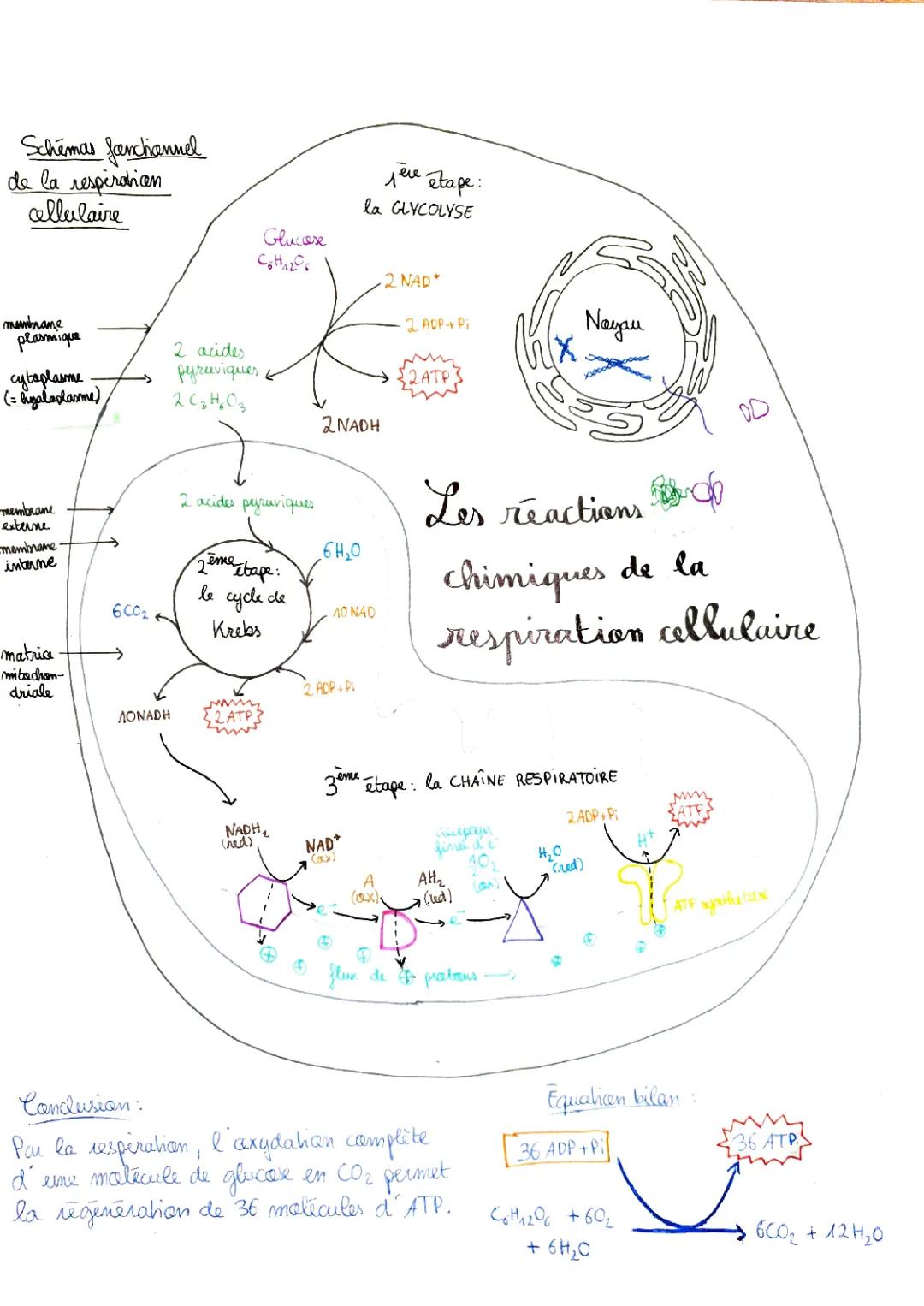 Les étapes de la respiration cellulaire et le cycle de Krebs simplifié