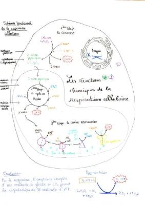 Know Respiration cellulaire et production d'ATP thumbnail