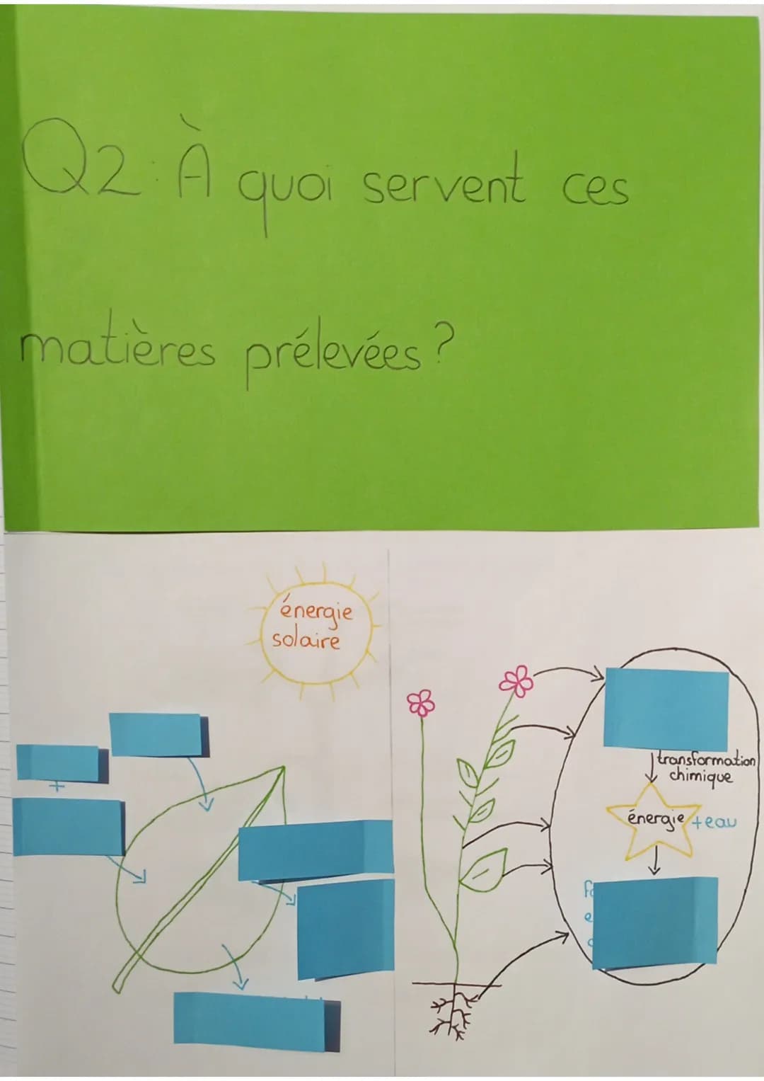 SVT
définitions:
seve: liquide nourricier du végétal
seve élaborée: matière organique produite au niveau des
feuilles qui est mélangée à de 