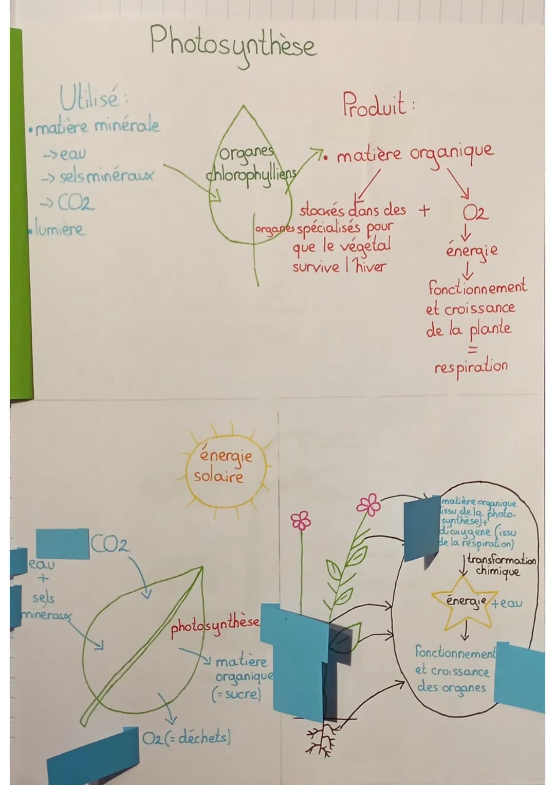 SVT
définitions:
seve: liquide nourricier du végétal
seve élaborée: matière organique produite au niveau des
feuilles qui est mélangée à de 