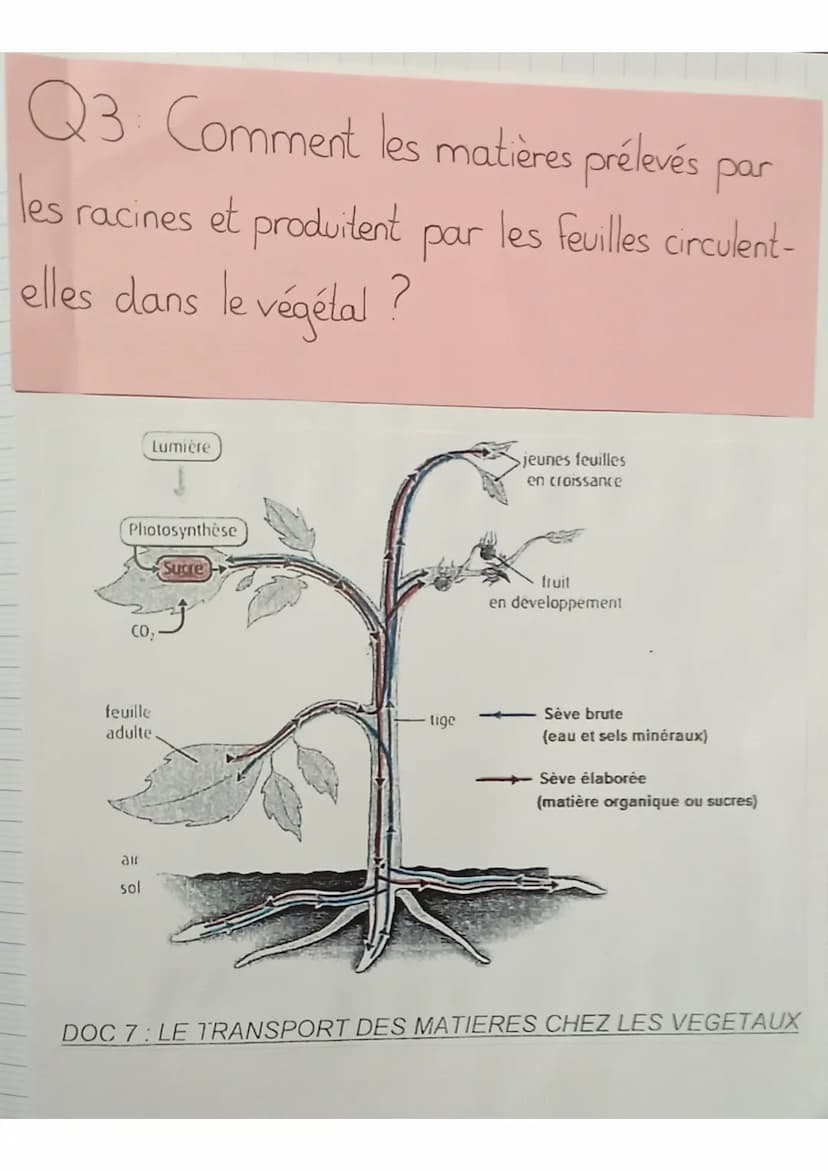 SVT
définitions:
seve: liquide nourricier du végétal
seve élaborée: matière organique produite au niveau des
feuilles qui est mélangée à de 