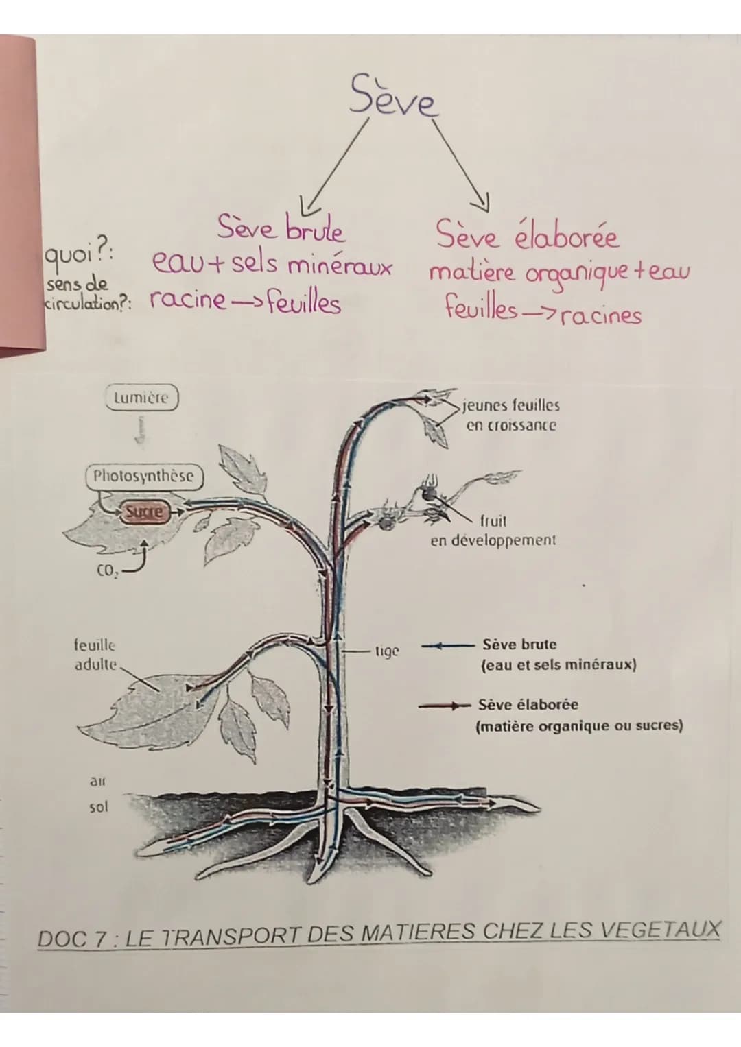 SVT
définitions:
seve: liquide nourricier du végétal
seve élaborée: matière organique produite au niveau des
feuilles qui est mélangée à de 