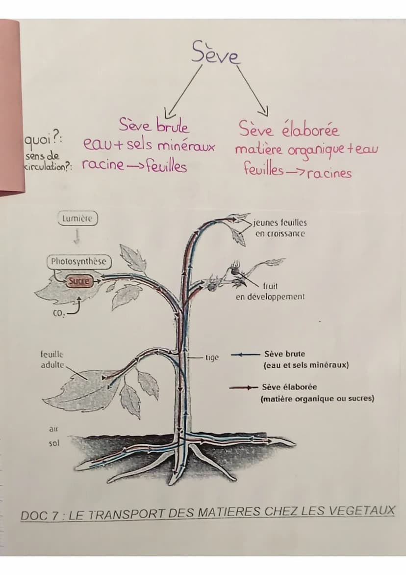 SVT
définitions:
seve: liquide nourricier du végétal
seve élaborée: matière organique produite au niveau des
feuilles qui est mélangée à de 