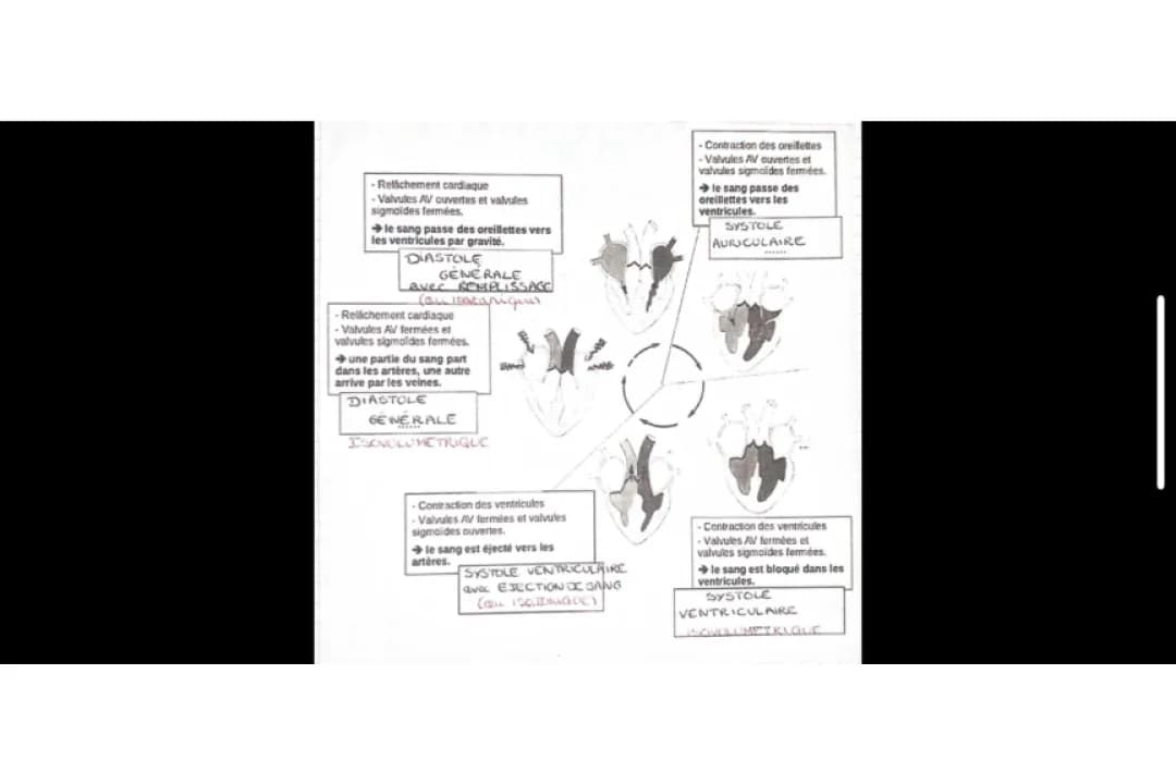 Découvre les 4 phases du cycle cardiaque et les vaisseaux sanguins : Les veines et artères expliquées