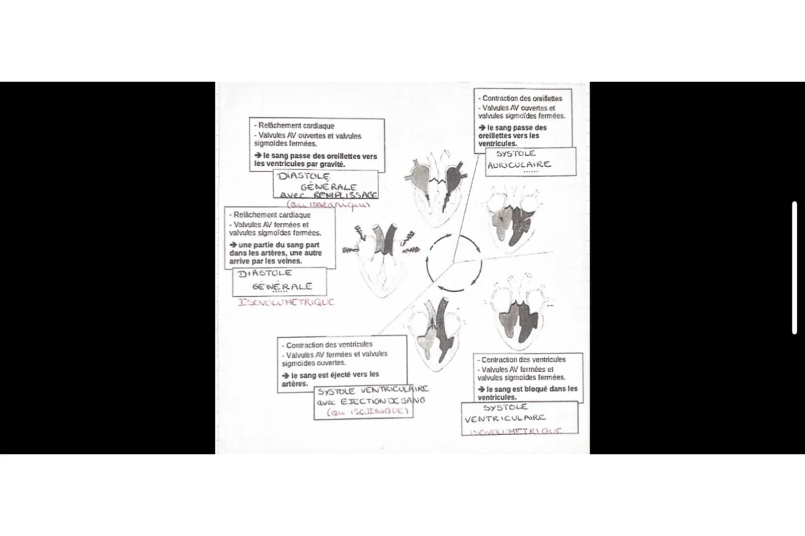 Relâchement cardiaque
Valvules AV ouvertes et valvules
sigmoides fermées.
le sang passe des oreillettes vers
les ventricules par gravité.
DI