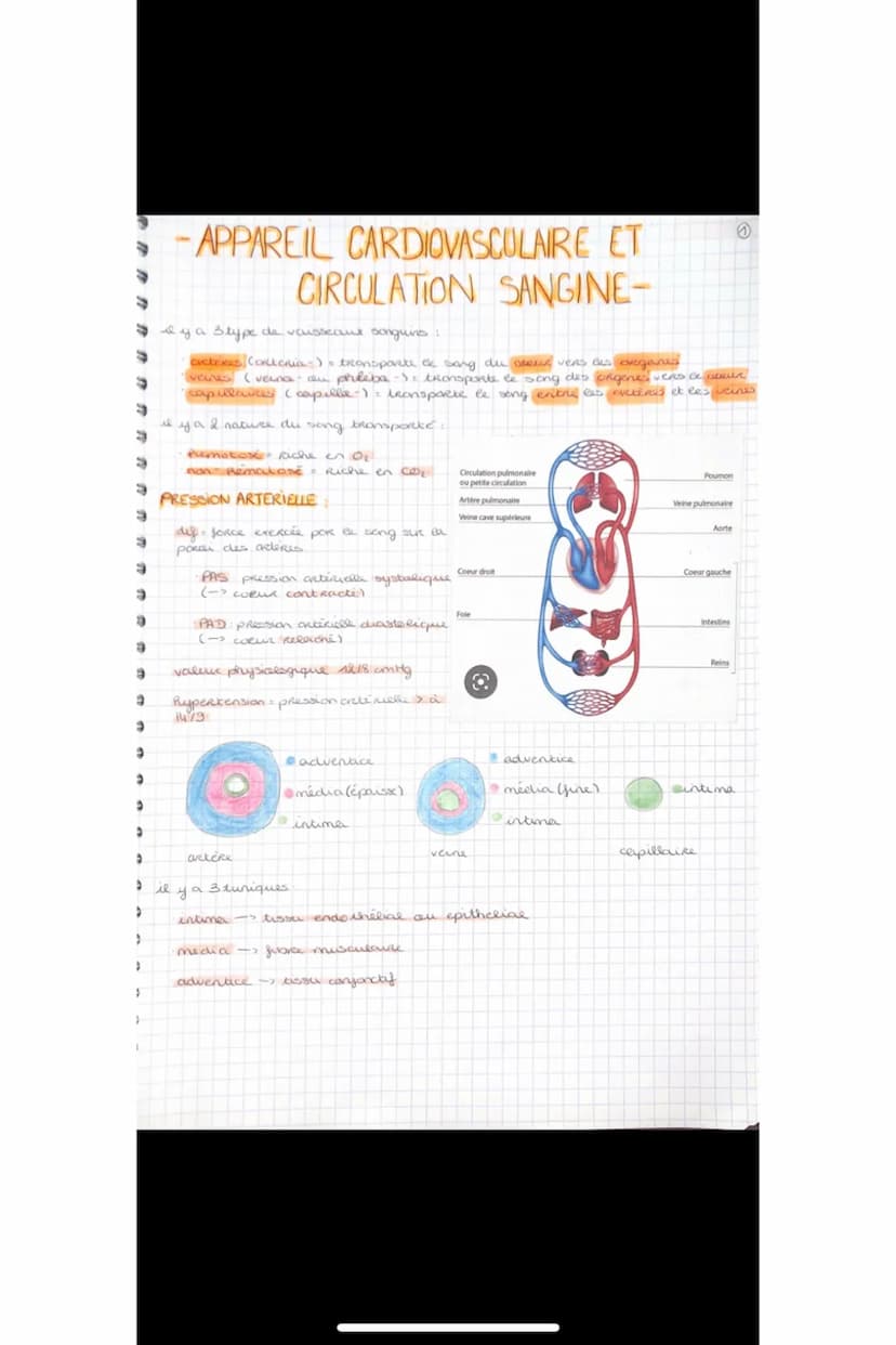 Relâchement cardiaque
Valvules AV ouvertes et valvules
sigmoides fermées.
le sang passe des oreillettes vers
les ventricules par gravité.
DI