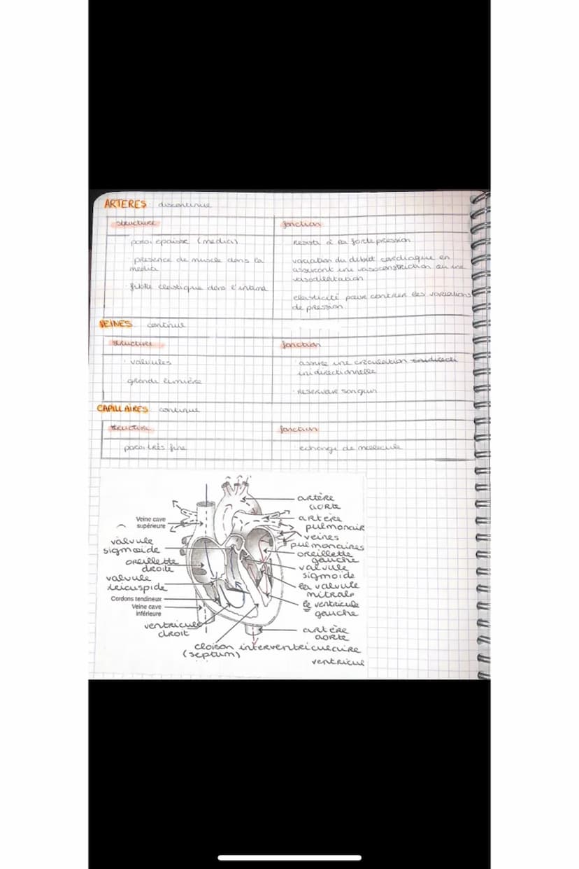 Relâchement cardiaque
Valvules AV ouvertes et valvules
sigmoides fermées.
le sang passe des oreillettes vers
les ventricules par gravité.
DI