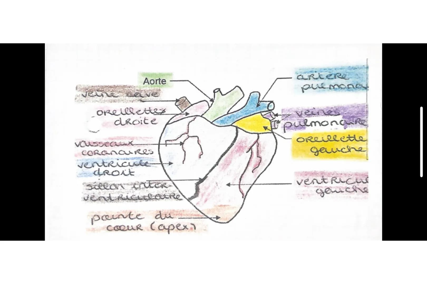 Relâchement cardiaque
Valvules AV ouvertes et valvules
sigmoides fermées.
le sang passe des oreillettes vers
les ventricules par gravité.
DI