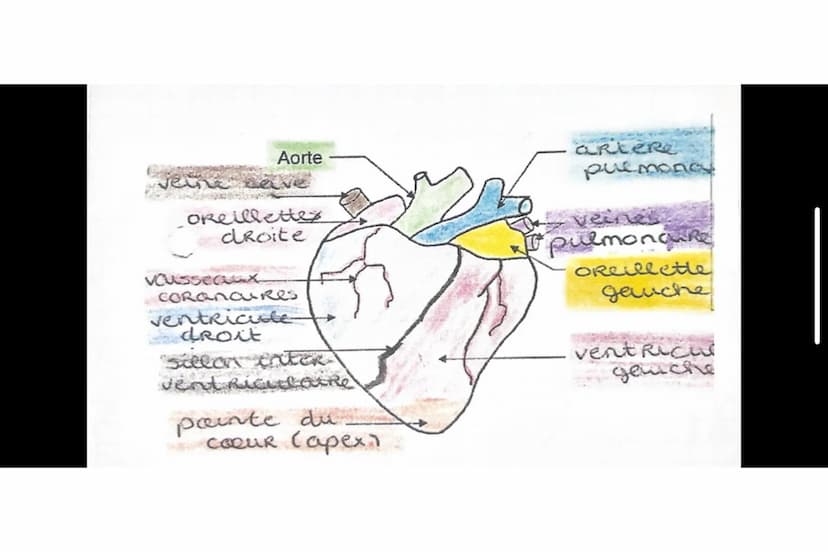 Relâchement cardiaque
Valvules AV ouvertes et valvules
sigmoides fermées.
le sang passe des oreillettes vers
les ventricules par gravité.
DI