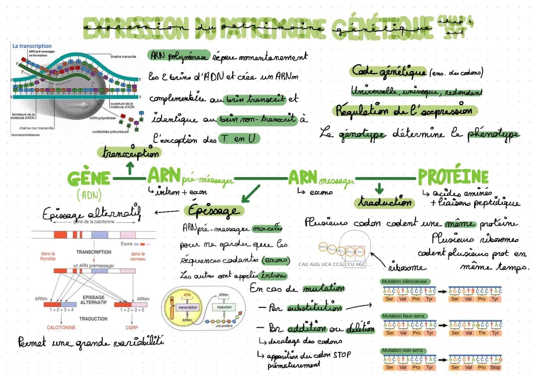 Les étapes amusantes de la transcription de l'ADN en ARN messager