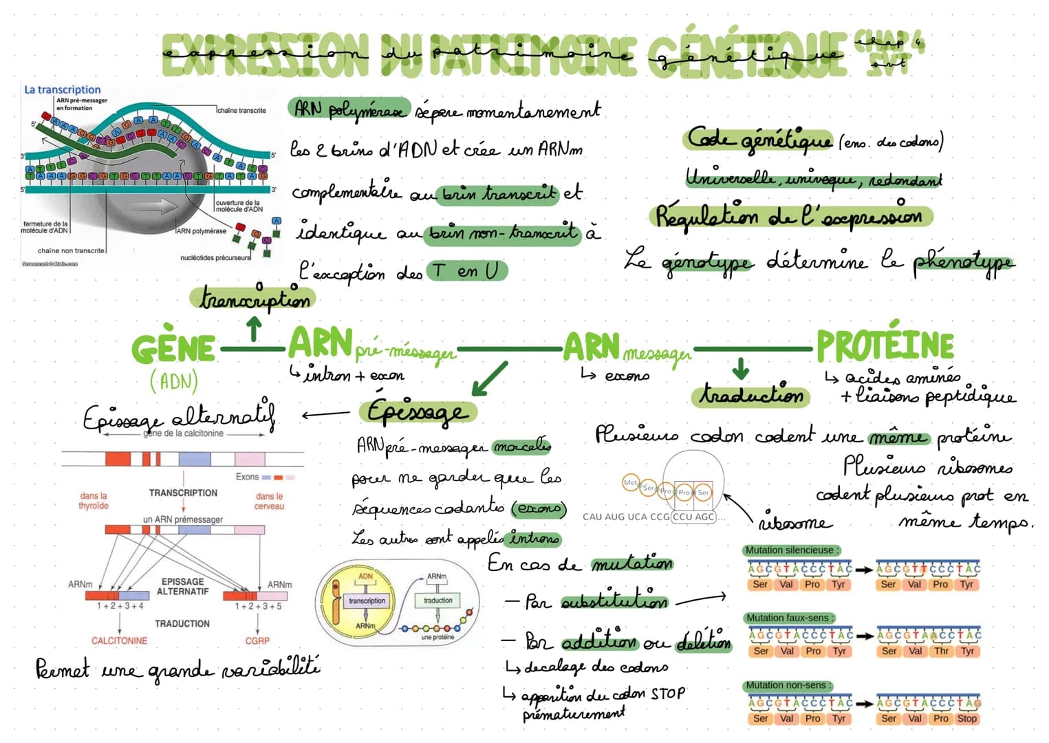 La transcription
ARN pré-messager
en formation
fermeture de la
molécule d'ADN
NAAAGGAGNGANNAÃ¶NGTA
chaine non transcritel
ScccamastⒸialis.co