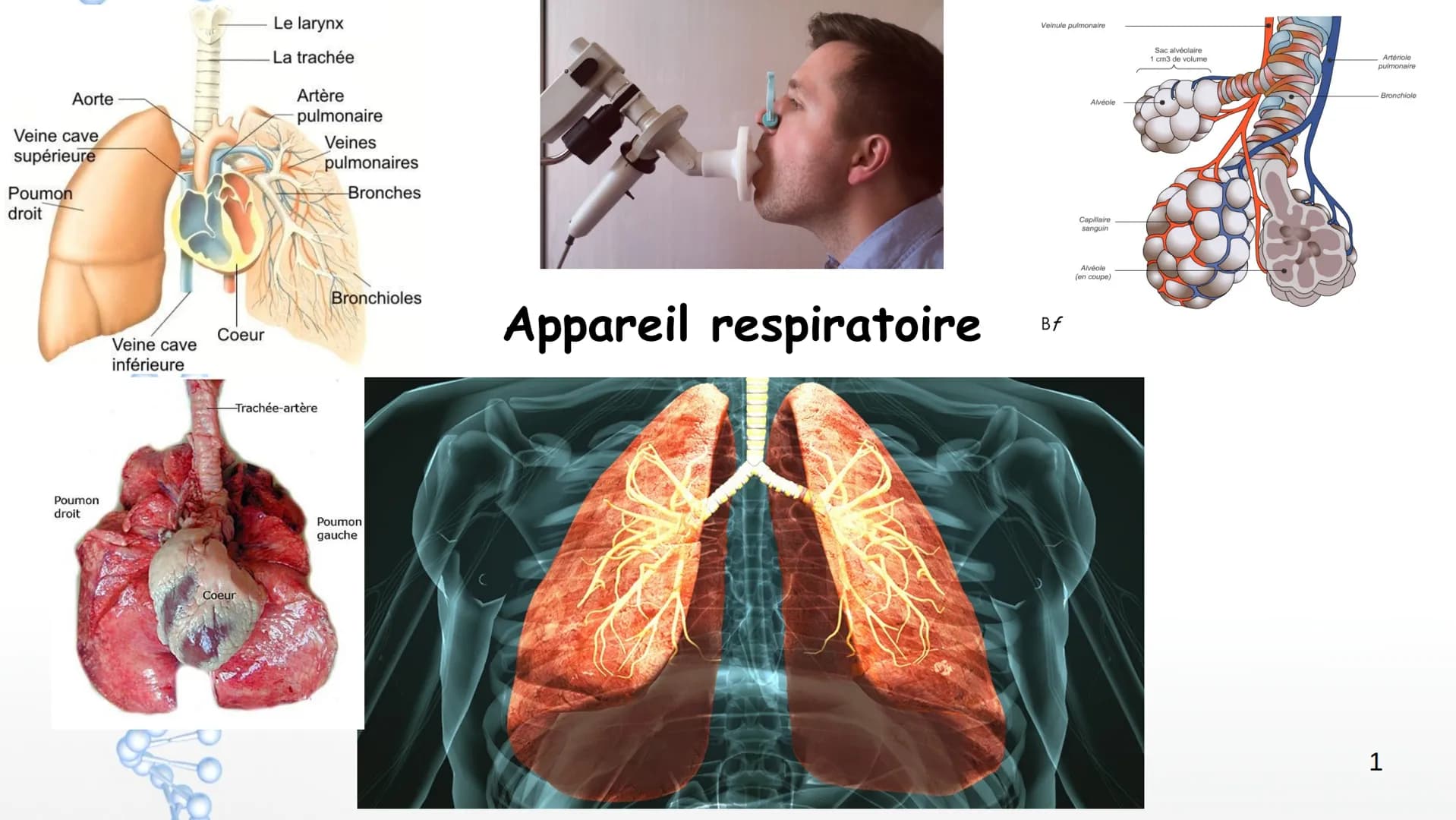 Aorte
Veine cave
supérieure
Poumon
droit
Poumon
droit
Veine cave
inférieure
Coeur
Le larynx
La trachée
Coeur
Artère
pulmonaire
Veines
pulmon