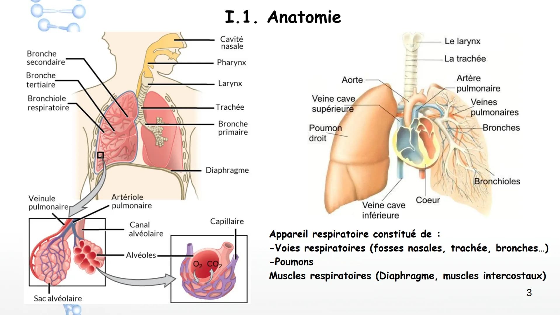 Aorte
Veine cave
supérieure
Poumon
droit
Poumon
droit
Veine cave
inférieure
Coeur
Le larynx
La trachée
Coeur
Artère
pulmonaire
Veines
pulmon