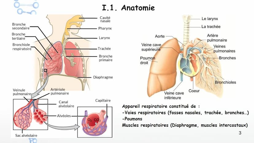 Aorte
Veine cave
supérieure
Poumon
droit
Poumon
droit
Veine cave
inférieure
Coeur
Le larynx
La trachée
Coeur
Artère
pulmonaire
Veines
pulmon