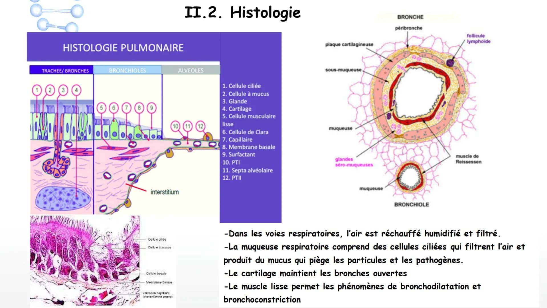 Aorte
Veine cave
supérieure
Poumon
droit
Poumon
droit
Veine cave
inférieure
Coeur
Le larynx
La trachée
Coeur
Artère
pulmonaire
Veines
pulmon