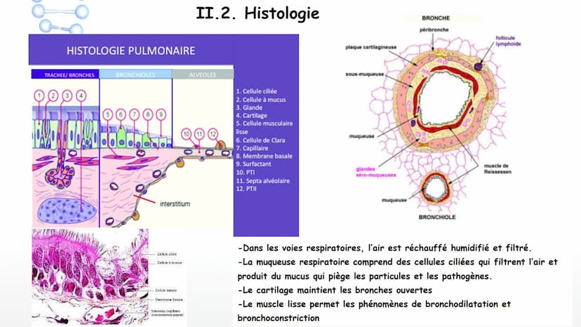 Aorte
Veine cave
supérieure
Poumon
droit
Poumon
droit
Veine cave
inférieure
Coeur
Le larynx
La trachée
Coeur
Artère
pulmonaire
Veines
pulmon