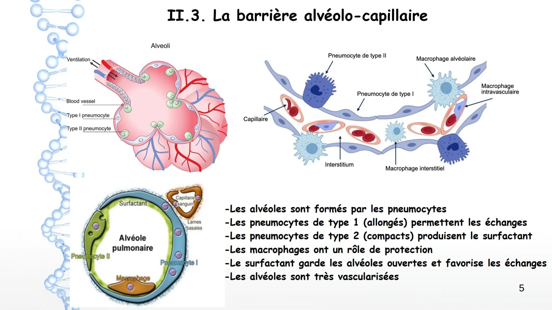 Aorte
Veine cave
supérieure
Poumon
droit
Poumon
droit
Veine cave
inférieure
Coeur
Le larynx
La trachée
Coeur
Artère
pulmonaire
Veines
pulmon