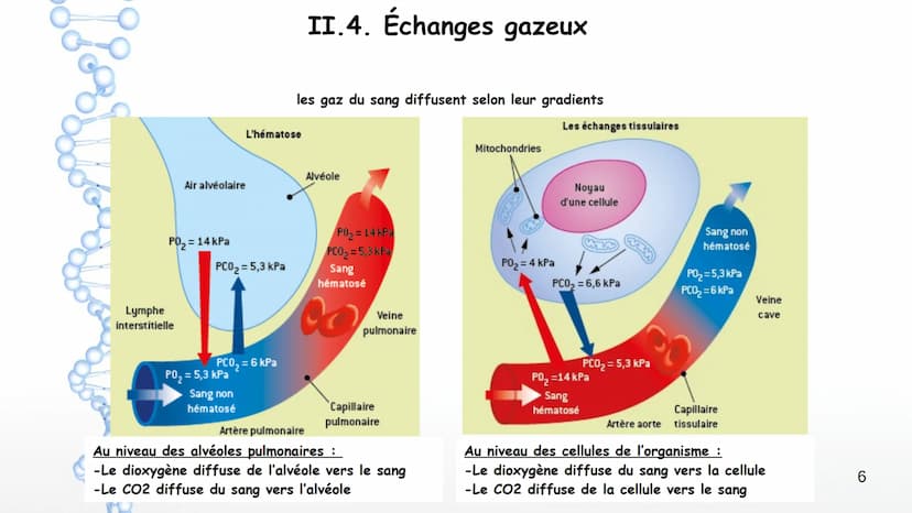 Aorte
Veine cave
supérieure
Poumon
droit
Poumon
droit
Veine cave
inférieure
Coeur
Le larynx
La trachée
Coeur
Artère
pulmonaire
Veines
pulmon