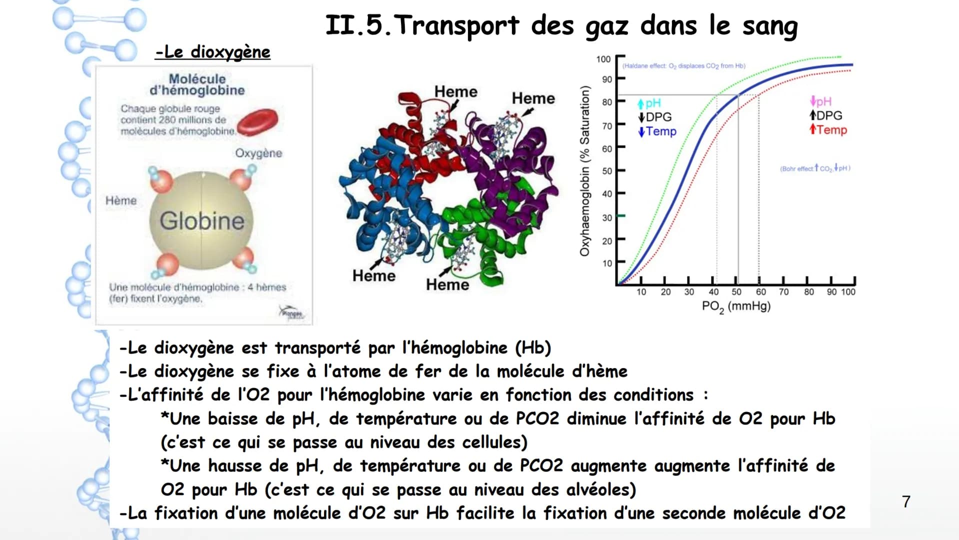 Aorte
Veine cave
supérieure
Poumon
droit
Poumon
droit
Veine cave
inférieure
Coeur
Le larynx
La trachée
Coeur
Artère
pulmonaire
Veines
pulmon