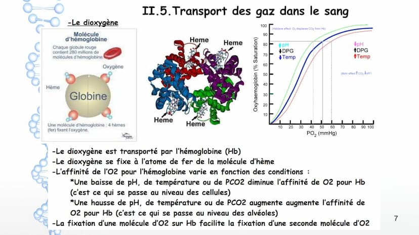 Aorte
Veine cave
supérieure
Poumon
droit
Poumon
droit
Veine cave
inférieure
Coeur
Le larynx
La trachée
Coeur
Artère
pulmonaire
Veines
pulmon