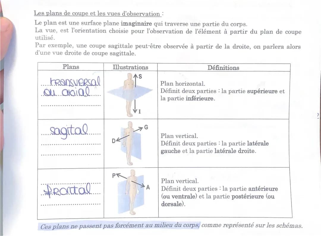 Plans de Coupe en Biologie: Coupe Transversale, Coupe Longitudinale, et Plus