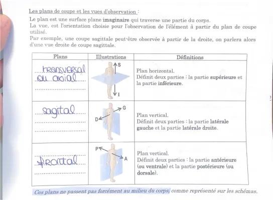 Know plans de coupes en biologie  thumbnail