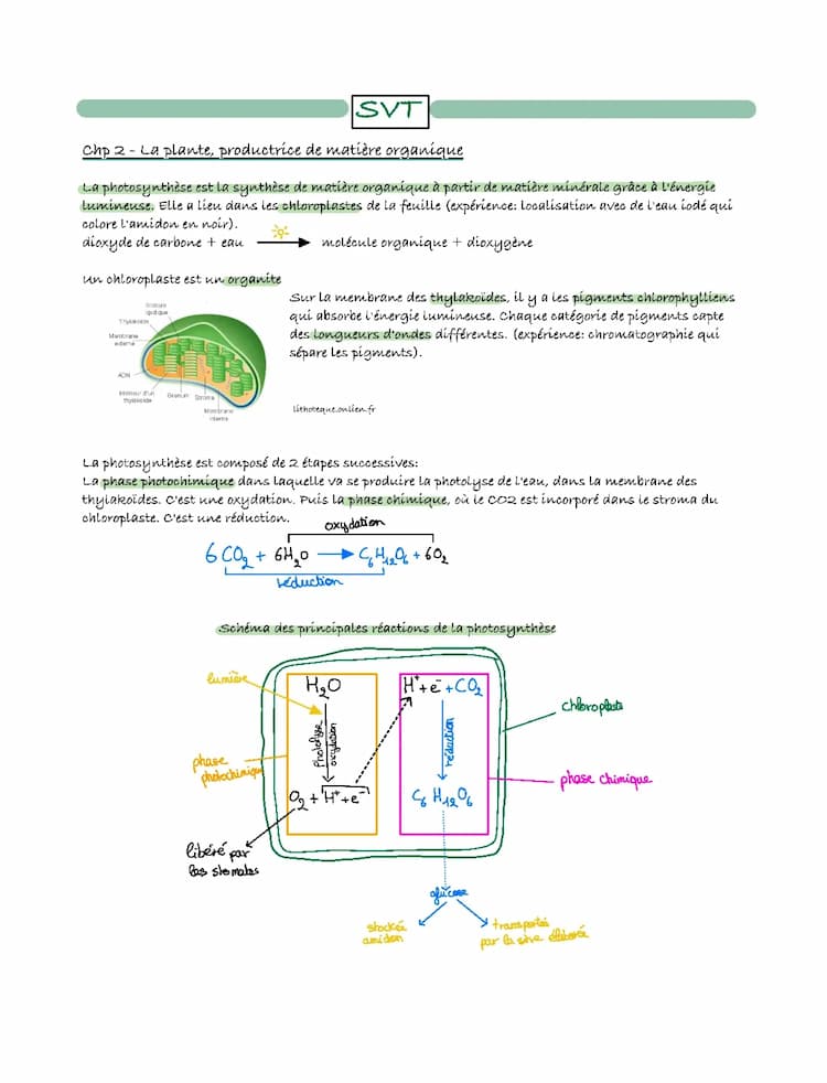 Know La plante, productrice de matière organique thumbnail